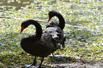 Fototapeta premium black swan