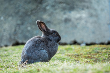 cute grey rabbit sitting on green grassy ground resting in front of building wall in the park