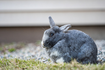 cute grey rabbit laying on green grassy ground resting in front of building wall in the park