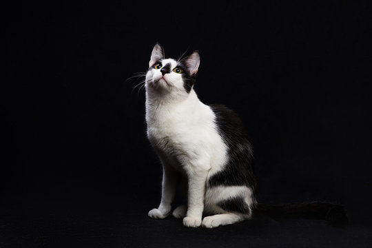 Black And White Cat Sit On Black Background.