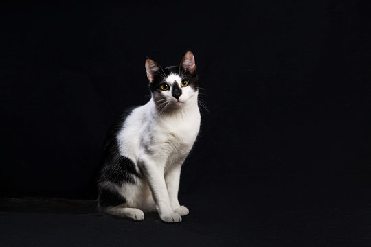 Black and white cat sit on black background.