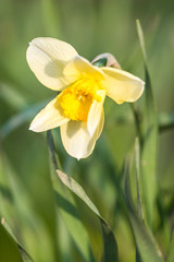 Fototapeta premium close up of one beautiful yellow daffodil flower under the sun in the garden