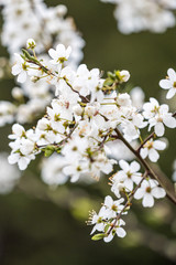 beautiful white cherry flowers blooming on the branch with blurry green background