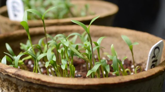 Close up and time lapse of germinated and growing Cilantro in decomposing paper pot.
