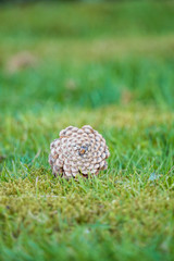 close up of a pine cone on the green grasses filled ground