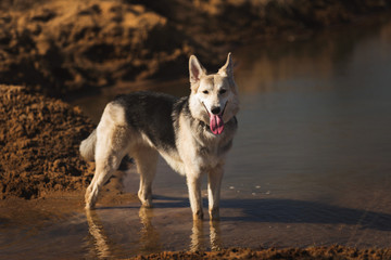Dog standing in tranquil field at sunny day