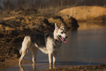 Dog standing in tranquil field at sunny day