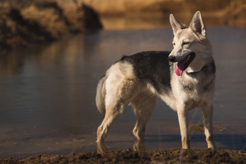 Dog standing in tranquil field at sunny day