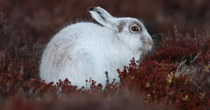 mountain hare in natural habitat eating heather on a cold and windy day on the mountain 