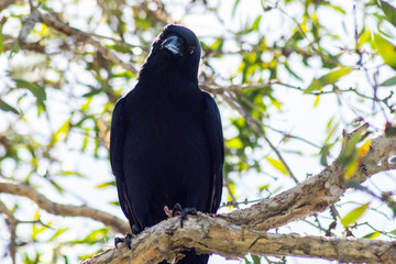 Crow