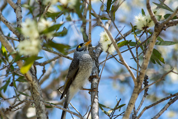 Noisy Miner