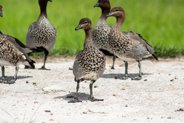 Ente