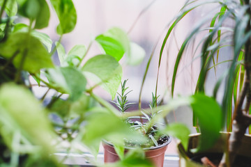 Rosemary Plant in a Pot