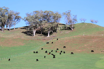 Angus Cattle Moonen Flat NSW Australia