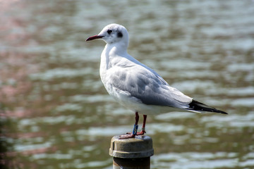 Seagull in the pond of a Japanese park