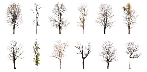 Collection of dead tree isolated on white background