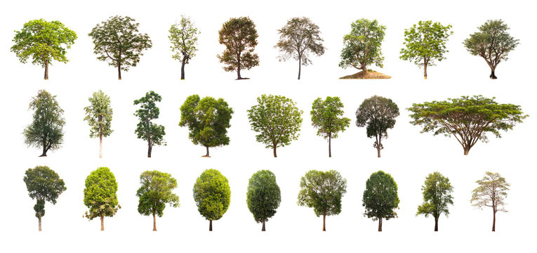 Collection of Isolated Trees on white background. A beautiful trees from Thailand.
