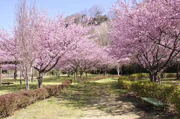 Obraz premium カワヅザクラ