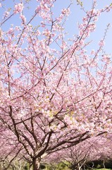 Obraz premium カワヅザクラ