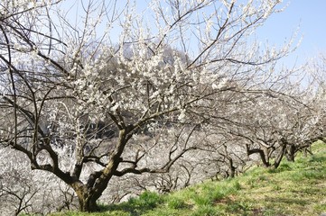 Obraz premium 梅の木