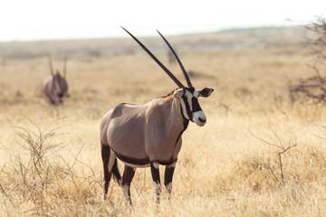 Naklejka na ściany i meble Oryx in Savanne