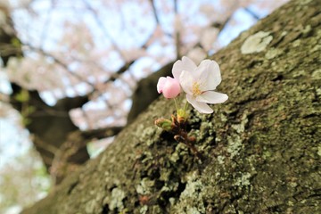 桜の幹