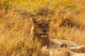Löwin liegt im Gras