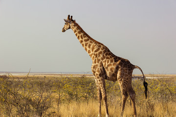 Naklejka na ściany i meble Giraffe geht durch Savanne