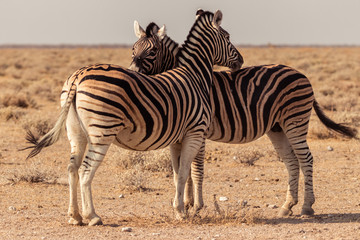 Fototapeta na wymiar Zebras stehen zusammen