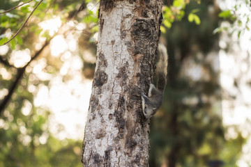 Gray squirrel on tree with bokeh