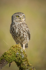 little owl Athene noctua