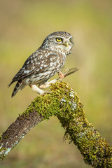 little owl Athene noctua