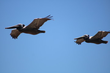 Pelicans in flight1