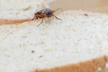 Close up of cockroach on a Whole wheat bread