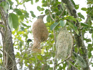 Nest bird Weaverbird hang on the tree