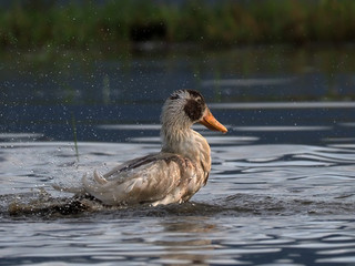 duck playing water with splash