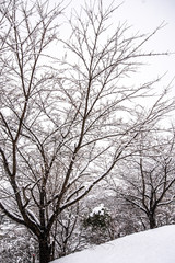 Fototapeta na wymiar 雪を纏う木々