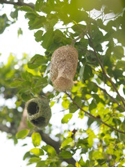 Nest bird Weaverbird hang on the tree