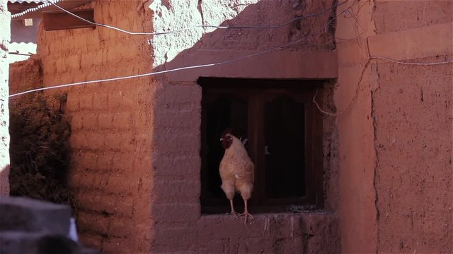 Hen Perched On A Rustic Adobe House In The Altiplano.