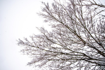 雪を纏う木々