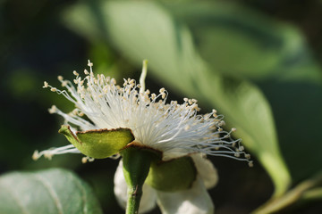 Fototapeta premium close up of guava flower