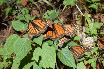 Mariposa monarca en la vida silvestre