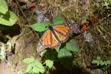 Mariposa monarca en la vida silvestre