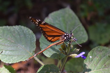 Mariposa monarca en la vida silvestre