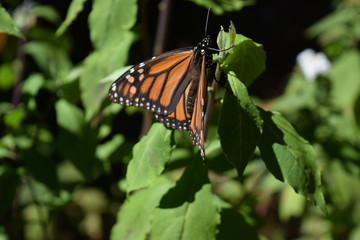 Mariposa monarca en la vida silvestre