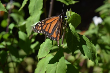 Mariposa monarca en la vida silvestre