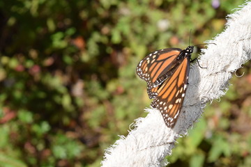 Mariposa monarca en la vida silvestre