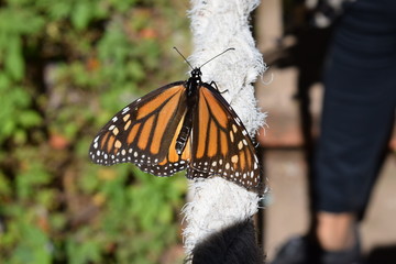 Mariposa monarca en la vida silvestre
