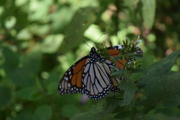 Fototapeta na wymiar Mariposa monarca en la vida silvestre