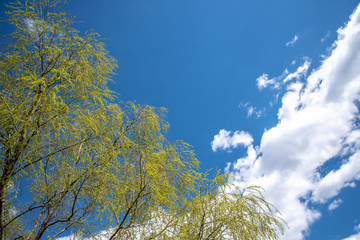 Obraz premium 若葉と青空